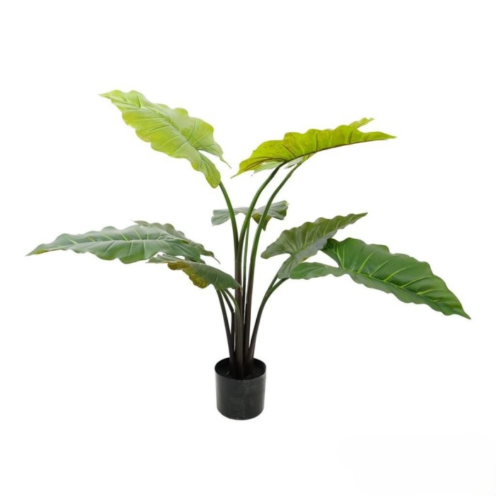 PIANTA ALOCASIA CM.120